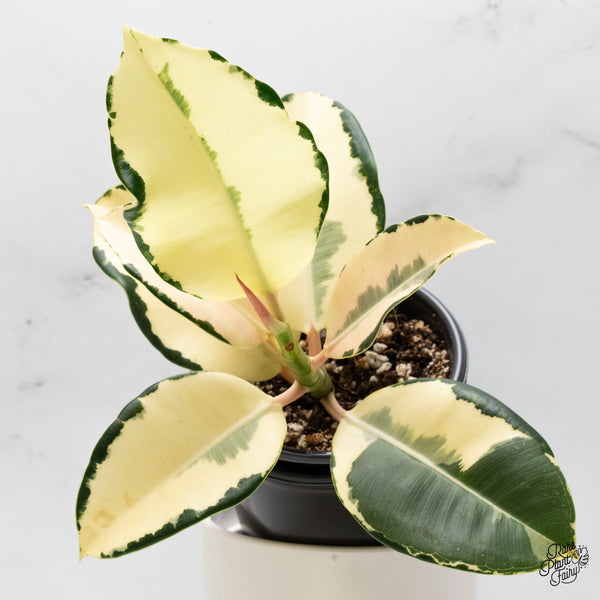 Ficus Elastica cv. 'Asahi' (wk48-UH)