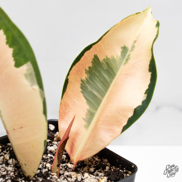 Ficus Elastica cv. 'Asahi' (wk51-US)