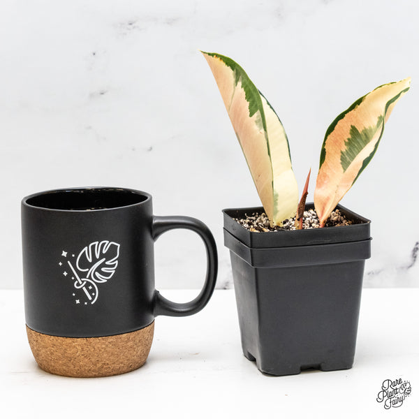 Ficus Elastica cv. 'Asahi' (wk51-US)