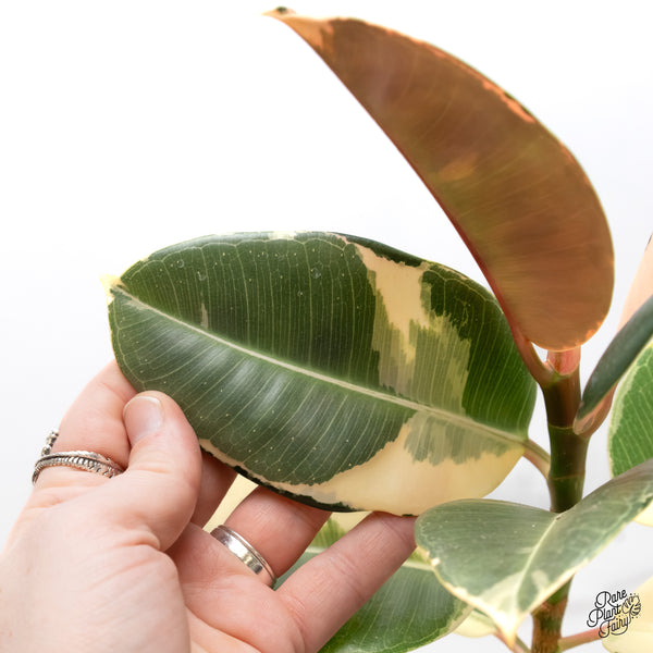 Ficus Elastica cv. 'Asahi' (wk6-UD)