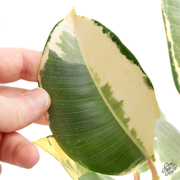 Ficus Elastica cv. 'Asahi' (wk6-UD)