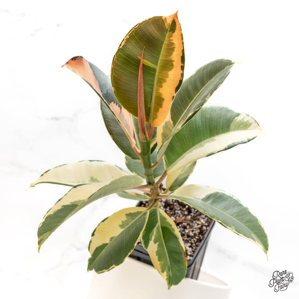 Ficus Elastica cv. 'Asahi' (wk6-UD)
