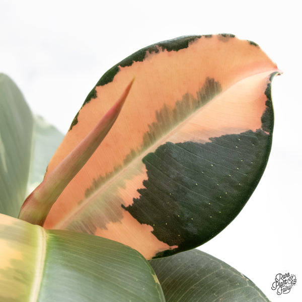 Ficus Elastica cv. 'Asahi' (wk6-UD)