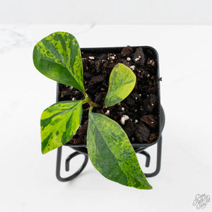 Ficus 'Electrolyte' (wk38-U144)