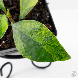 Ficus 'Electrolyte' (wk38-U144)