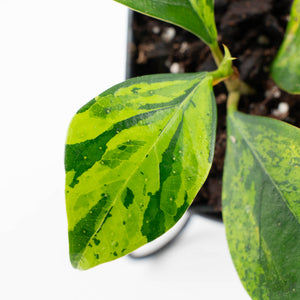 Ficus 'Electrolyte' (wk38-U144)