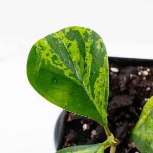 Ficus 'Electrolyte' (wk38-U144)