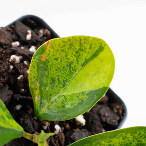 Ficus 'Electrolyte' (wk38-U144)