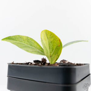 Ficus 'Electrolyte' (wk38-U144)