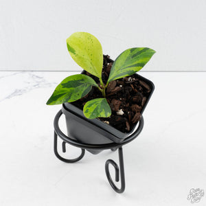 Ficus 'Electrolyte' (wk39-U153)