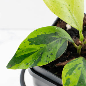Ficus 'Electrolyte' (wk39-U153)