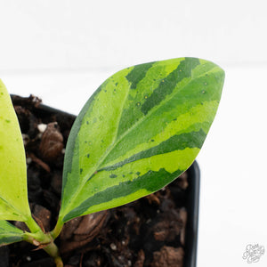 Ficus 'Electrolyte' (wk39-U153)