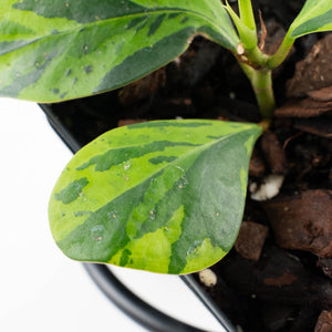 Ficus 'Electrolyte' (wk39-U153)