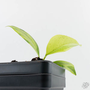 Ficus 'Electrolyte' (wk39-U153)