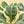 Ficus lyrata variegated (Variegated Fiddle Leaf Fig)