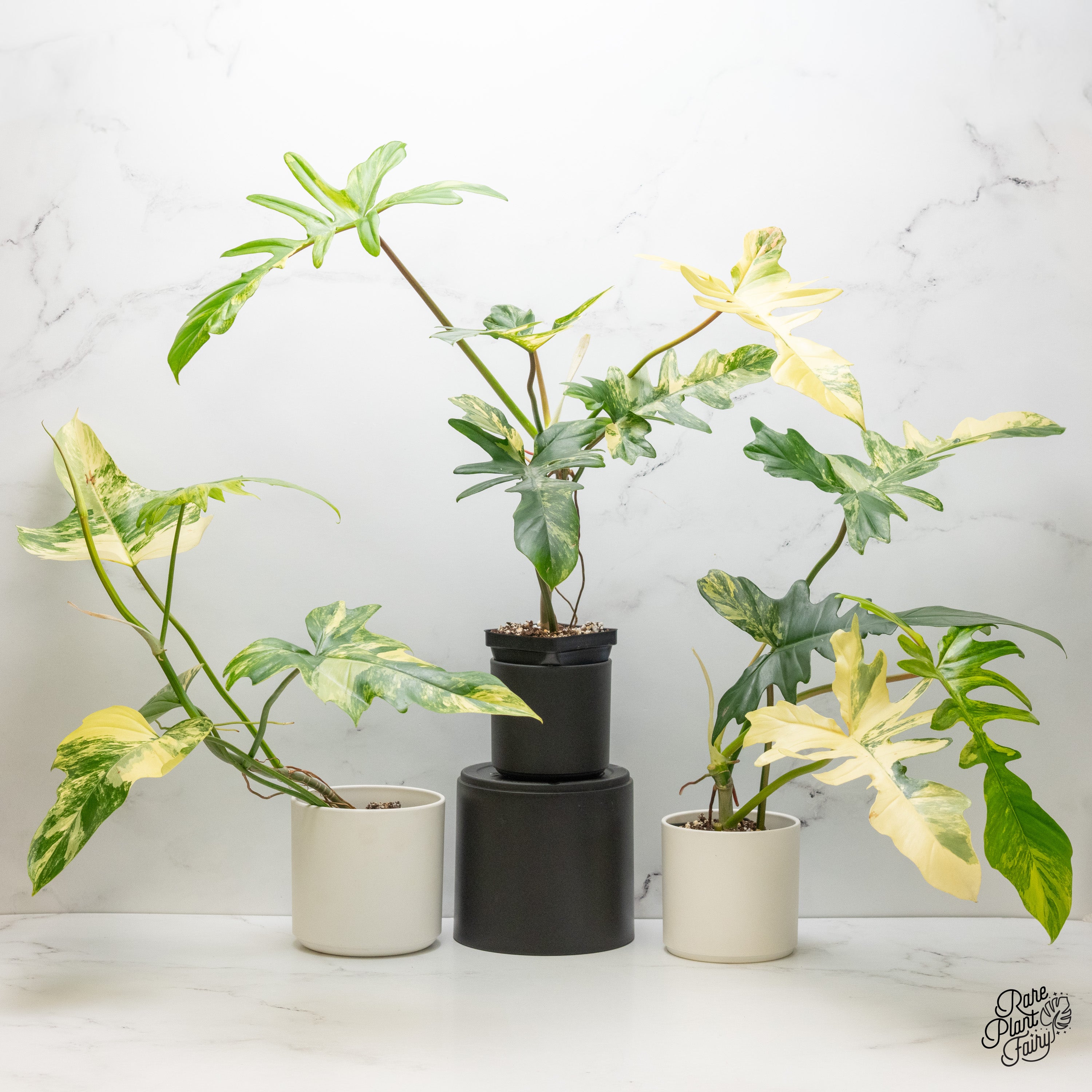philodendron mayoi variegata Philodendron 'Florida Beauty x Mayoi' Variegated *Grower's Choice*