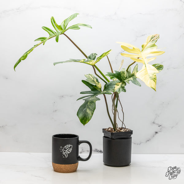FloridaBeautyxMayoi_Grower_sCh