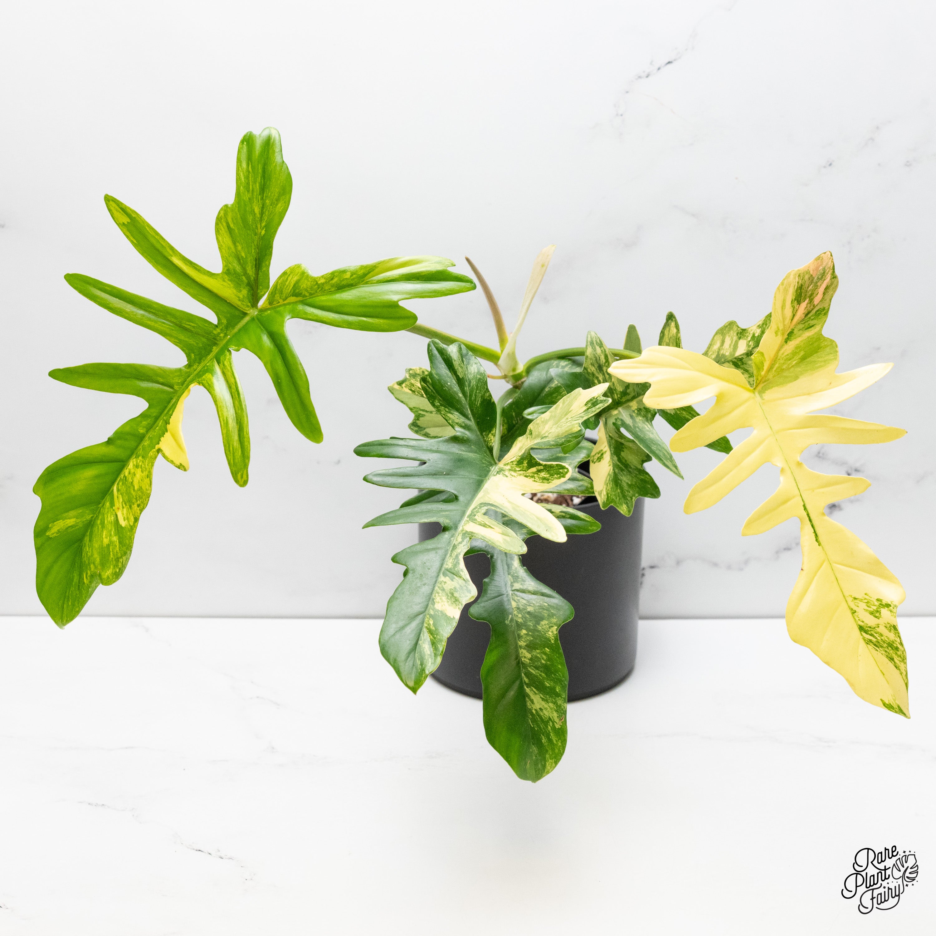 philodendron florida Philodendron 'Florida Beauty x Mayoi' Variegated *Grower's Choice*