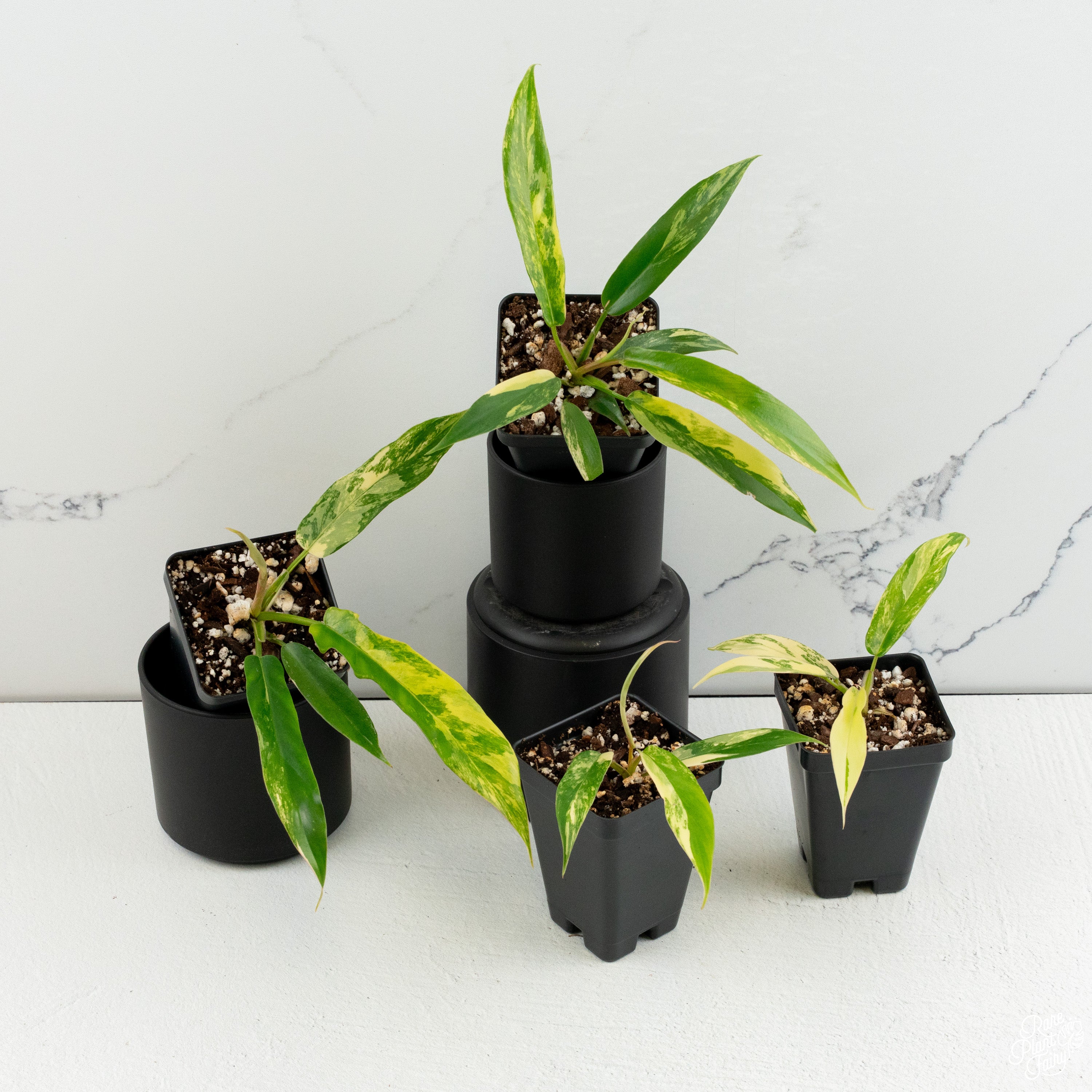 philodendron wishbone Philodendron 'Florida Beauty' x 'Tortum' *Grower's Choice* – Rare Plant Fairy