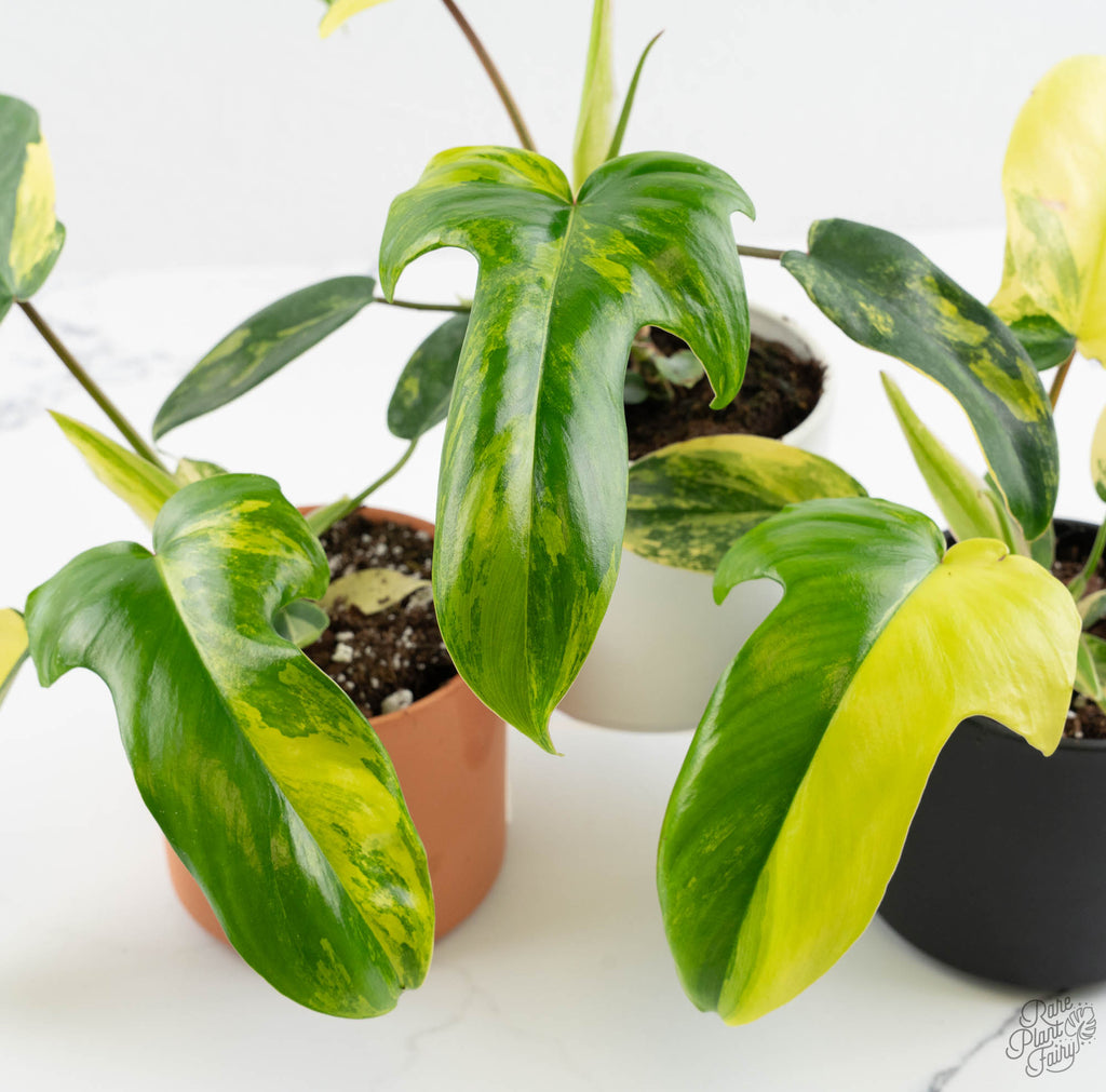 Philodendron 'Florida Beauty' *Grower's Choice*  Rare Plant Fairy