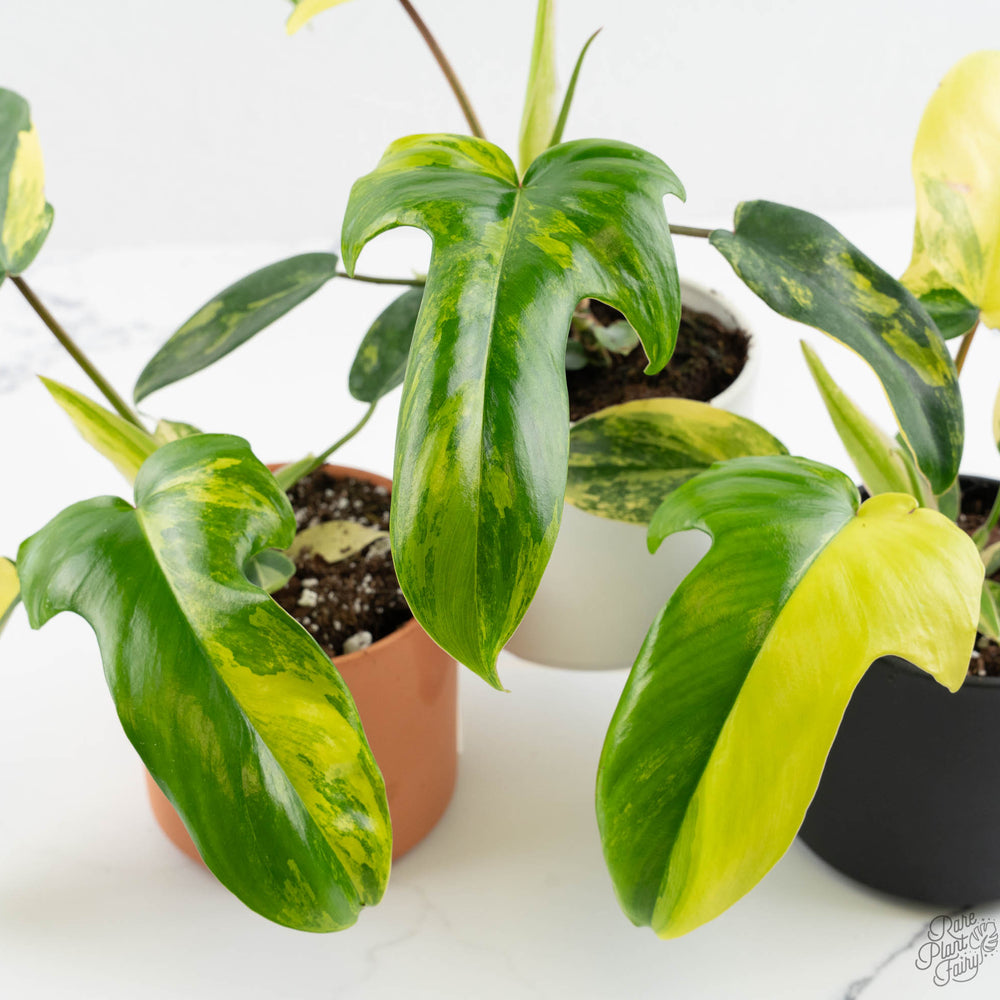 Philodendron 'Florida Beauty' *Grower's Choice*