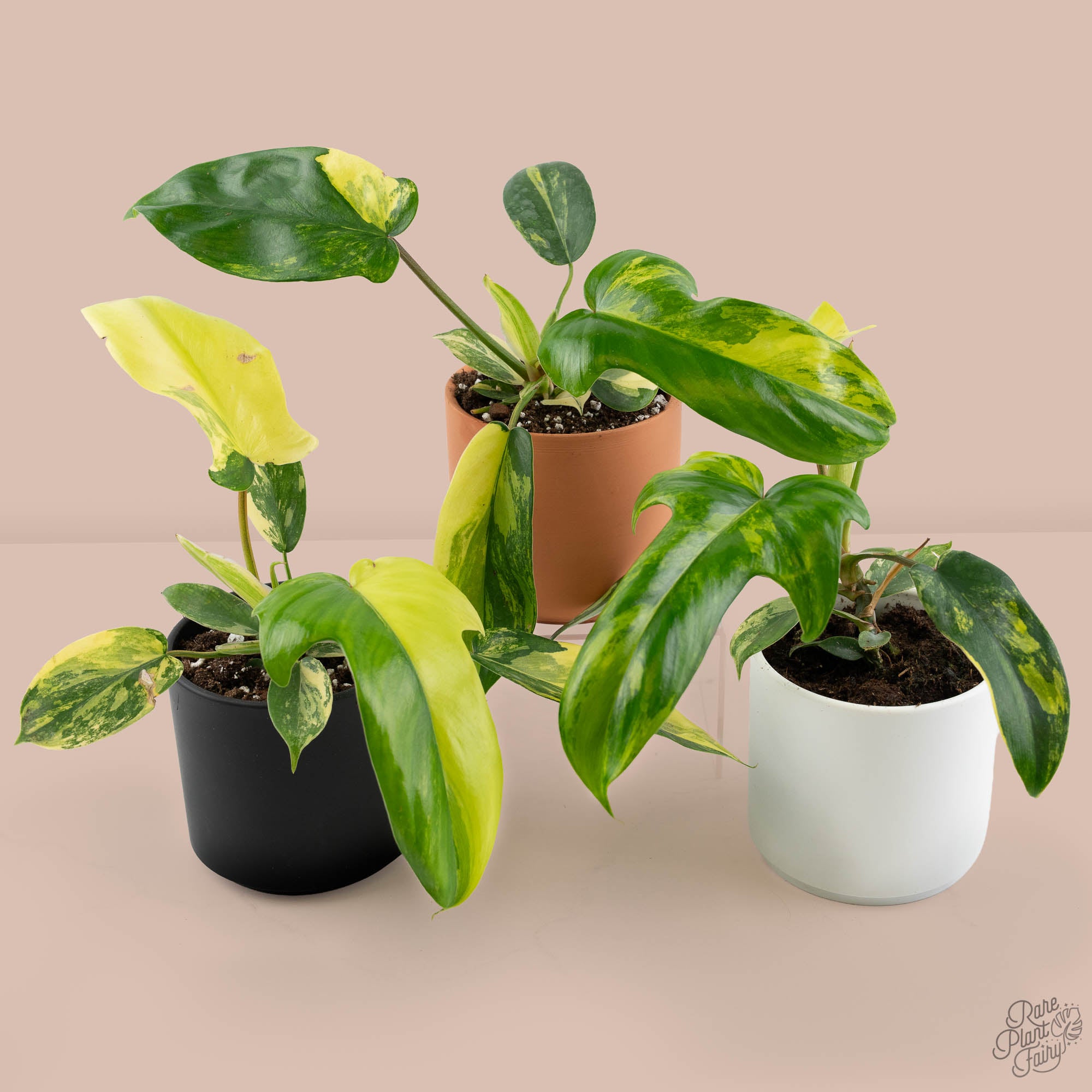 mini flrodia beaty philodendron Philodendron 'Florida Beauty' *Grower's Choice*