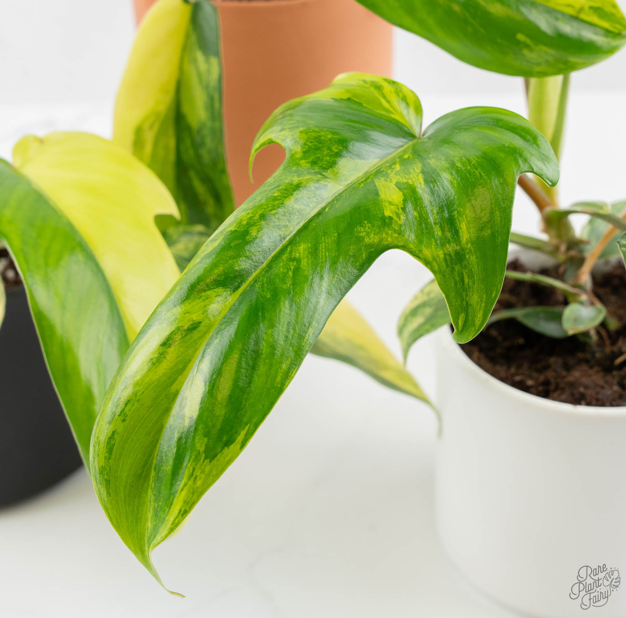philodendron florida beauty for sale Philodendron 'Florida Beauty' *Grower's Choice*