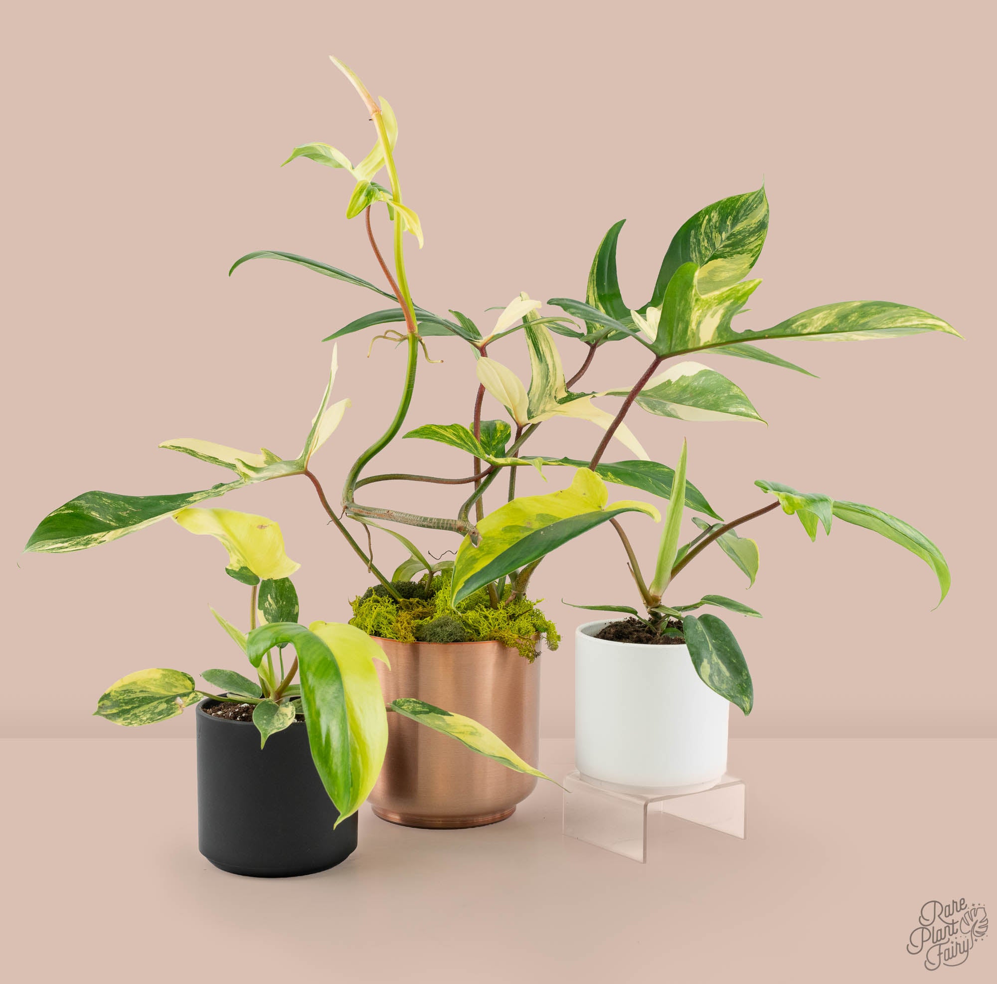 philodendron growing in florida Philodendron 'Florida Beauty' *Grower's Choice*