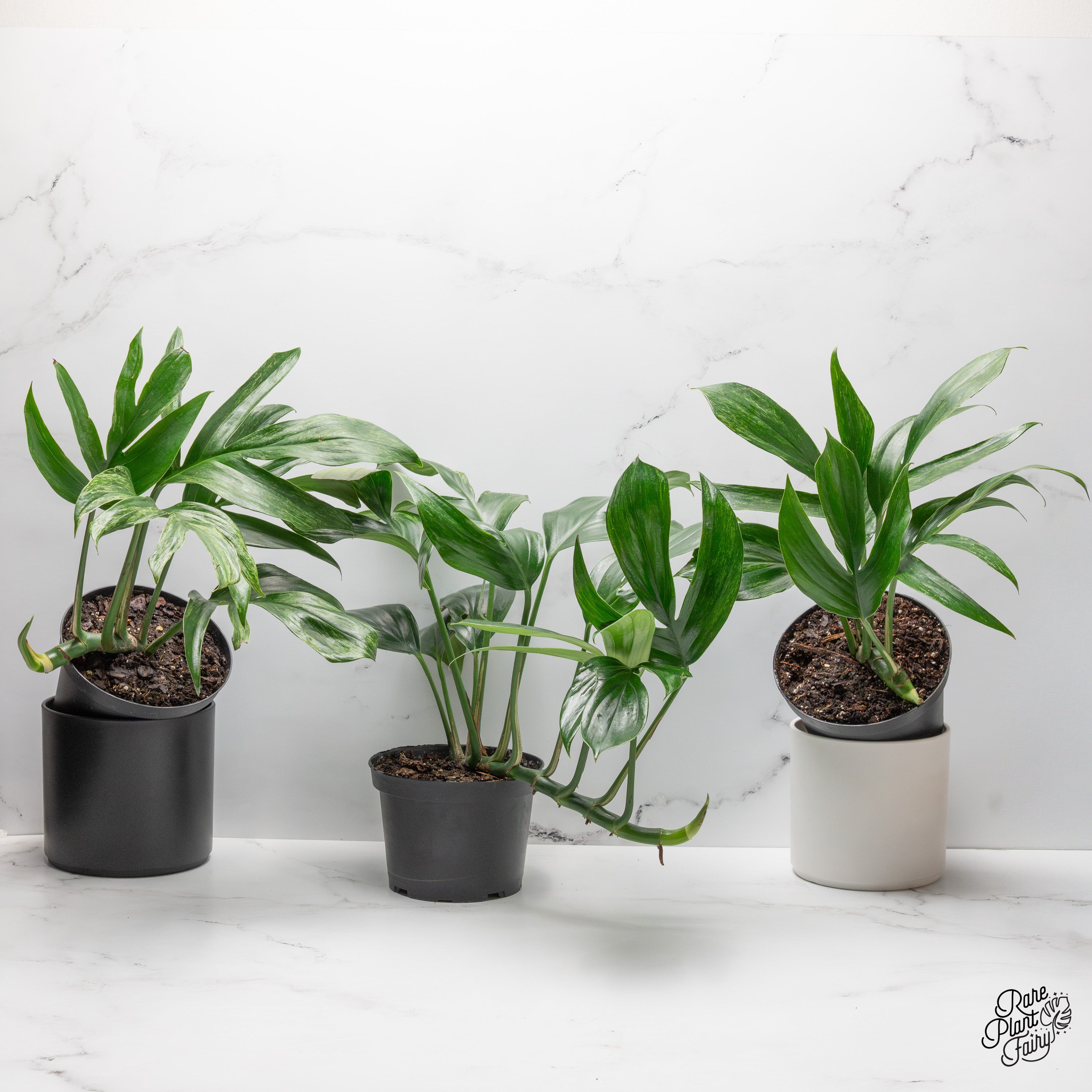 philodendron dragon tail vs rhaphidophora decursiva Rhaphidophora Decursiva Variegated (Dragon's Tail) *Grower's Choice* – Rare Plant Fairy