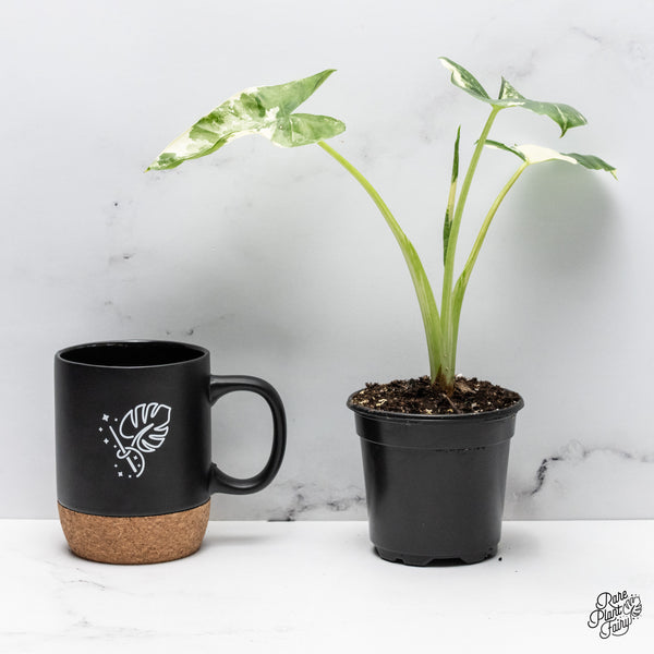 Alocasia 'Apaloosa' Gold *Grower's choice*