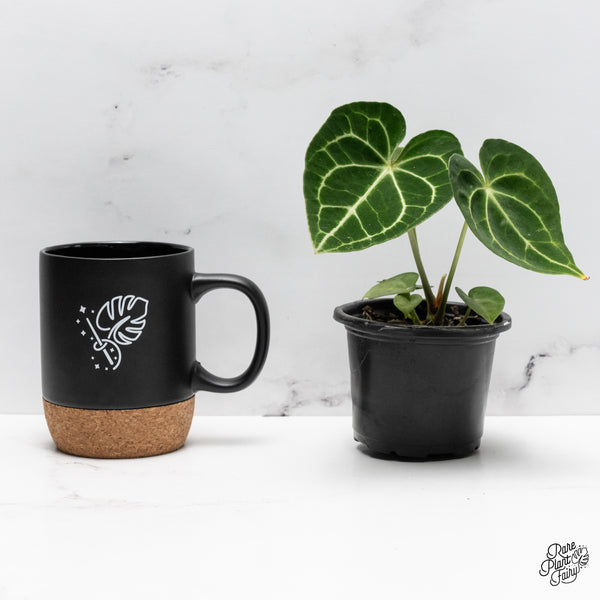 Anthurium 'Clarinervium' *Grower's choice*