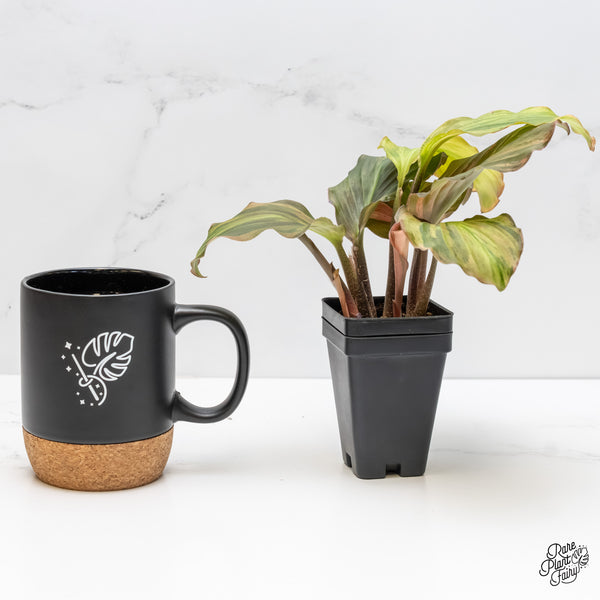 Kaempferia sp. Pink Variegated Ginger *Grower's Choice*