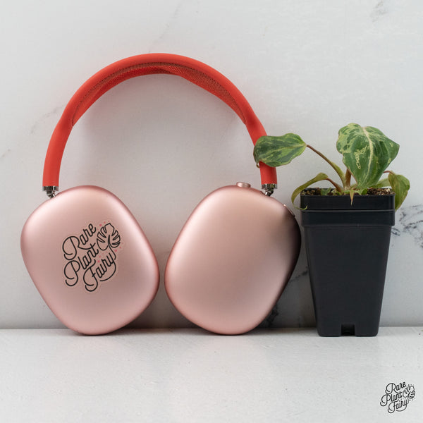 Philodendron gloriosum 'Snow Leopard' variegated *Type 3* *Grower's Choice*