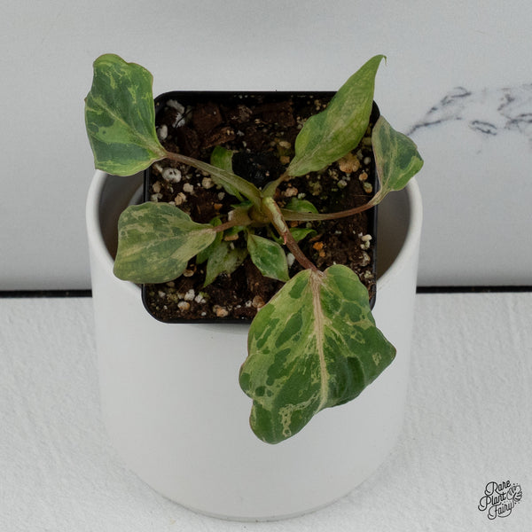 Philodendron gloriosum 'Snow Leopard' variegated *Type 3* *Grower's Choice*