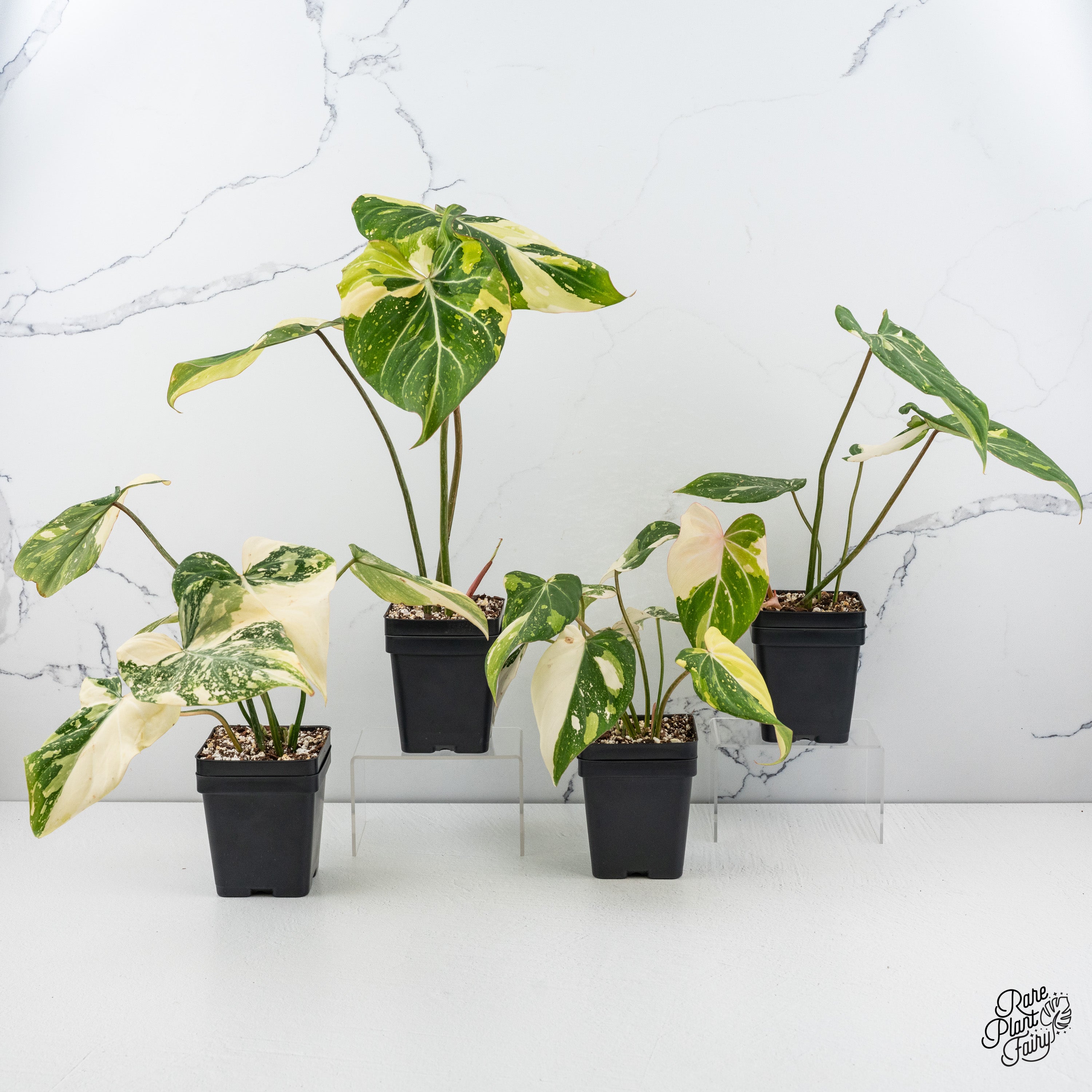 philodendron gloriosum variegated for sale Philodendron gloriosum variegated *Type 2* *Grower's Choice* – Rare Plant Fairy