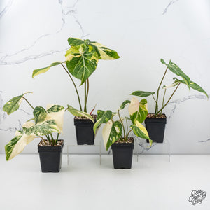 Philodendron gloriosum variegated *Type 2* *Grower's Choice*