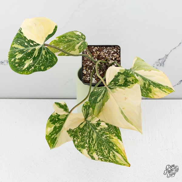 Philodendron gloriosum variegated *type 2* *Grower's Choice*