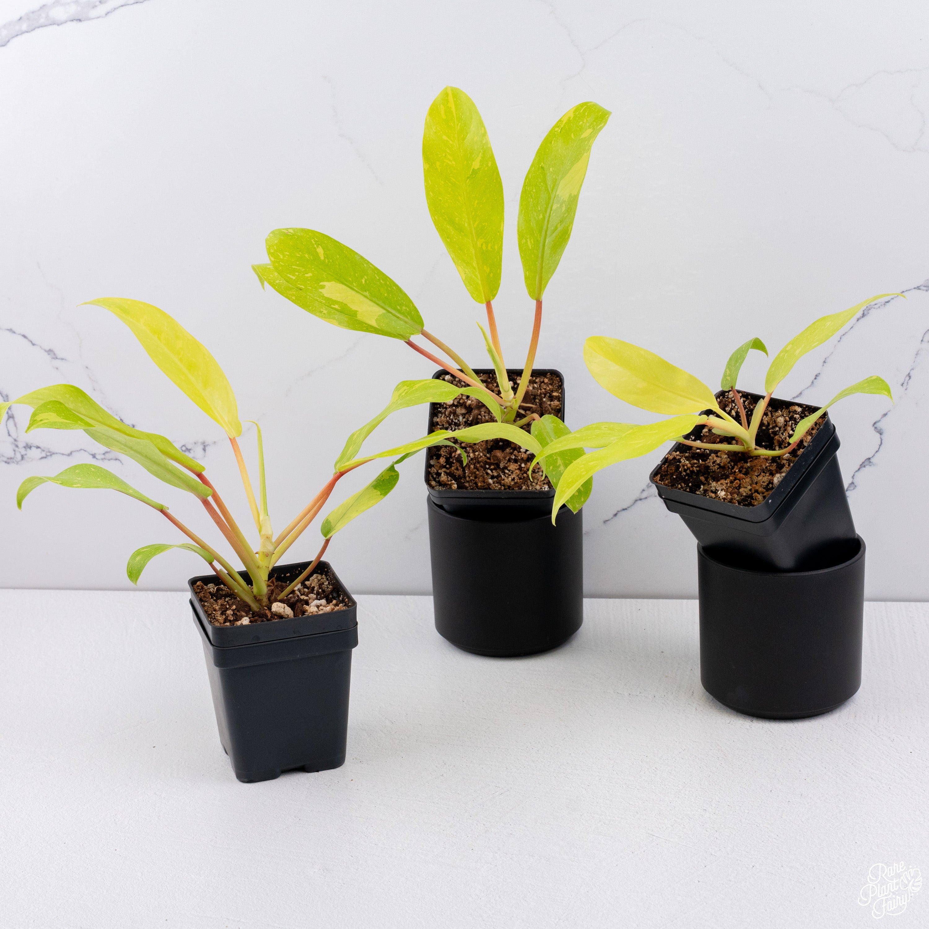 golden goddess plant philodendron Philodendron 'Golden Goddess' Marble Variegated *Grower's Choice*