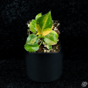 Philodendron 'Green Congo Nuclear’ variegated *Grower's choice*