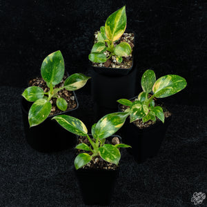 Philodendron 'Green Congo Nuclear’ variegated *Grower's choice*