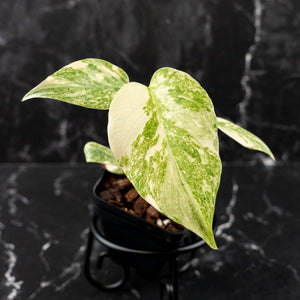 Monstera Deliciosa 'Green Snow'