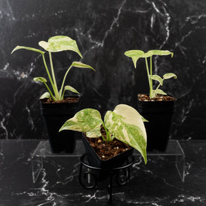 Monstera Deliciosa 'Green Snow'