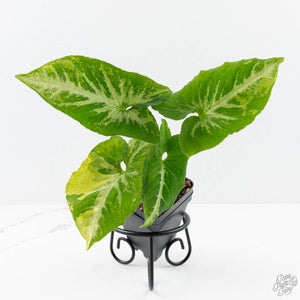 Syngonium 'Scrambled Eggs' *Grower's Choice*