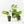 Syngonium 'Scrambled Eggs' *Grower's Choice*