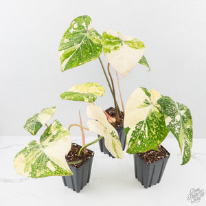 Philodendron gloriosum variegated *Type 2* *Grower's Choice*