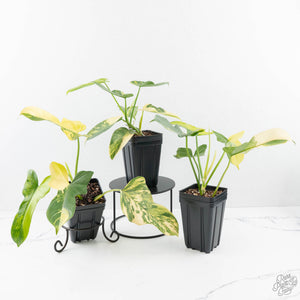 Philodendron Bipennifolium Variegated 'Violin' *Grower's Choice*