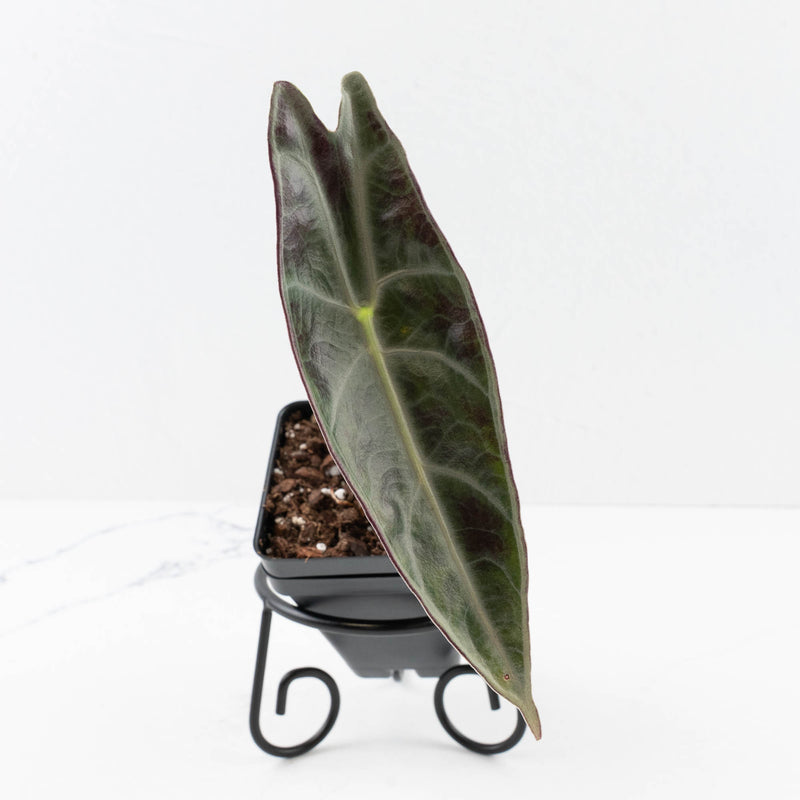Alocasia longiloba ‘Purple’
