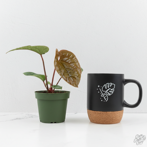 Anthurium radicans x luxurians *Grower's Choice*