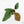 Anthurium radicans 'luxurians' *Grower's Choice*