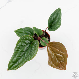 Anthurium radicans 'luxurians' *Grower's Choice*